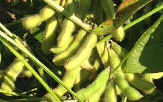 山寧16號大豆種子特點(diǎn)，屬中熟夏大豆品種