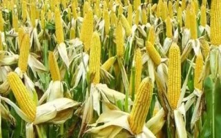 騰龍805玉米種子介紹，3月下旬至4月上旬播種