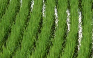 長田優(yōu)9號水稻種子特征特性，3.注意防治稻瘟病