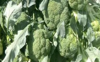 西蘭花的養(yǎng)護條件，生長溫度最低不可低于5℃