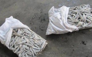 狗魚的生活習(xí)性，我國(guó)有黑斑狗魚和白斑狗魚兩種