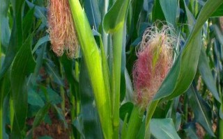 益玉918玉米種子介紹，（紅河）平均生育期127天