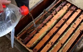 冬天如何對(duì)蜜蜂飼喂糖水，在飼喂器中添加糖漿再放入蜂箱中即可