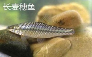 麥穗魚(yú)的種類(lèi)，部分品種已被列入保護(hù)名錄