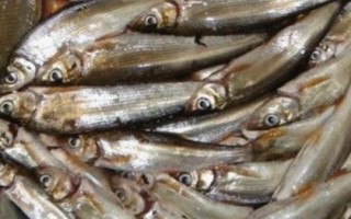 金海夕魚鉤適合釣什么魚，適合釣鯽魚、羅非魚、鲴魚等
