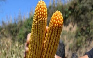 鏡泊湖綠單15玉米種子特點，選擇中等以上肥力地塊