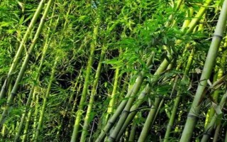 北方的大型竹子有哪些，常見的有毛竹、紫竹、金鑲玉竹等