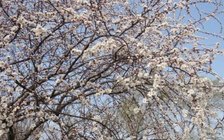 杏花的開(kāi)花時(shí)間，花期在農(nóng)歷的2月份左右
