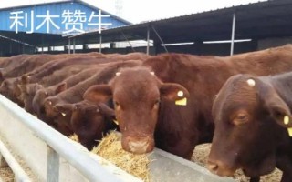 長(zhǎng)得最快的四種牛，西門(mén)塔爾牛以瘦肉多而聞名