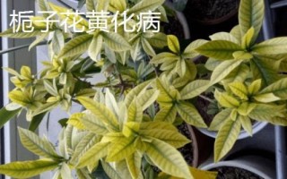常見的梔子花病蟲害及防治方法，需對癥下藥