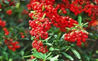火棘的花語，寓意紅紅火火