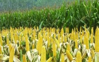 億嘉679玉米種子介紹，夏播適宜在5月底前播種