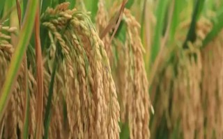兩優(yōu)2469水稻種子特點(diǎn)，適宜在中等肥力水平下栽培