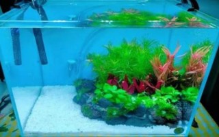 魚缸怎樣保持弱酸性水，可以給魚缸充氧