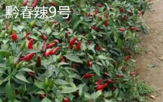 適合貴州種植的辣椒品種，是全國最大的辣椒交易市場