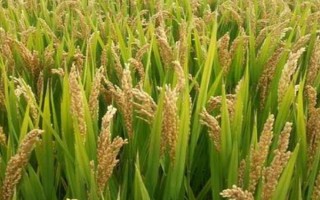兩優(yōu)早17水稻品種的特性，每畝有效穗23.2萬穗
