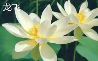 盛開的荷花與什么相似，看起來就像一個(gè)彩燈