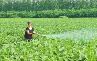哪種特效藥能解除除草劑的藥害，使用蕓苔素可以緩解、減輕藥害