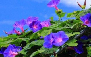 牽牛花有哪幾種顏色，有緋紅、桃紅、紫色等