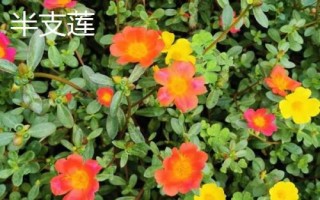 種植馬齒莧常見品種，繁殖方式包括播種和扦插