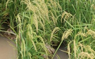 華盛優(yōu)粵農(nóng)絲苗水稻種子介紹，秈型三系雜交水稻品種