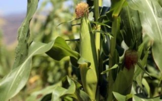 強盛288玉米種子簡介，注意防治玉米螟蟲