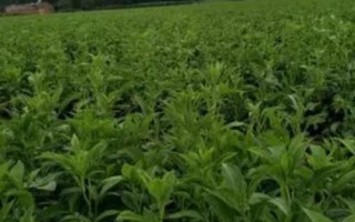 白術(shù)的管理方法，幼苗出土后要及時(shí)除草翻耕