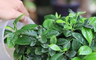 梔子花春天的養(yǎng)殖方法，春天要讓其有充足的水肥
