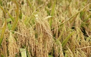 田禾1號水稻種子特征特性，感溫型常規(guī)稻品種