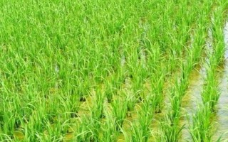 隆8優(yōu)絲苗水稻種子特征特性，晚造全生育期114～116天