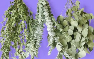 尤加利的養(yǎng)殖方法，每天曬光6小時(shí)左右