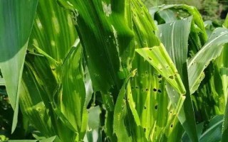 改良豫玉31號(hào)玉米品種的特性，防治玉米螟