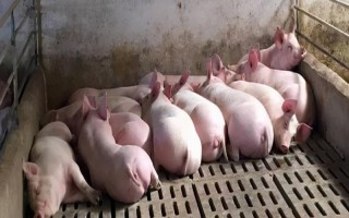 豬五號(hào)病怎么治療，用高錳酸鉀清洗潰爛部位并涂抹碘甘油