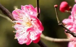 梅花如何繁殖，可嫁接、播種、扦插和壓條繁殖