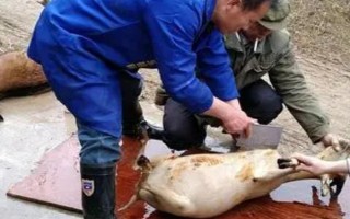 殺山羊怎么去毛，趁熱拔毛又快又干凈