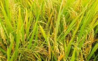 CY優(yōu)228水稻種子特征特性，抗性評價中抗