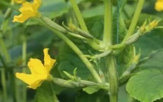 如何讓黃瓜多生雌花，可噴乙烯利或乙酸鈉鹽