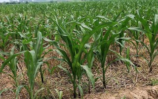 先正達(dá)408玉米種子簡(jiǎn)介，種植密度4000株/畝