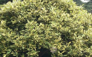 木半夏與胡頹子有什么區(qū)別，植物類型、葉片、花朵等方面均不同