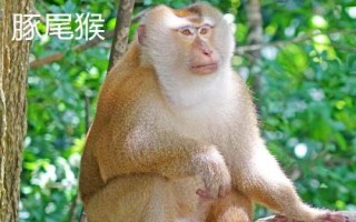 食蟹猴可以個(gè)人養(yǎng)殖出售嗎，為國(guó)家二級(jí)重點(diǎn)保護(hù)野生動(dòng)物