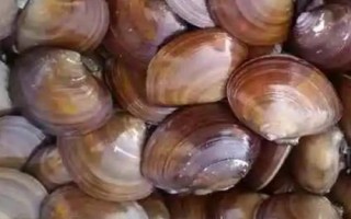 紫石房蛤的產(chǎn)地，主要分布在渤海、黃海等海域