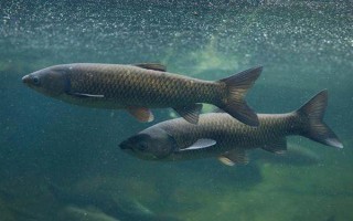 青魚吃什么食物，幼魚階段吃浮游動物