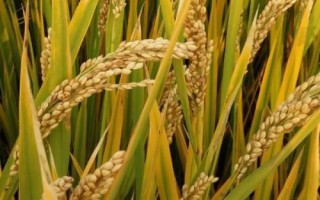 河農(nóng)絲占水稻種子介紹，晚造7月中旬播種