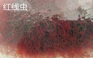 紅蟲和紅線蟲的區(qū)別，物種、形態(tài)和棲息環(huán)境均不同