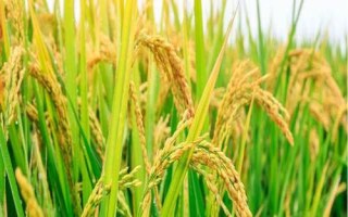 墾稻2066水稻種子簡介，該品種主莖11片葉