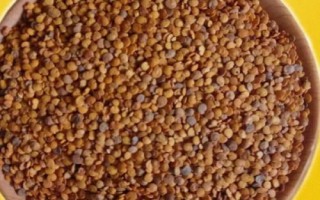茄子的種植方法，選擇適應(yīng)當(dāng)?shù)胤N植的品種