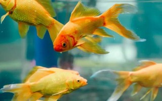金魚會不會互相攻擊，一般不會互相攻擊