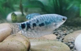 曼龍魚多久換一次水，兩至三天換一次水