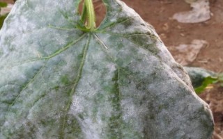 如何防治黃瓜白粉病，種植前可用煙熏劑密閉熏棚