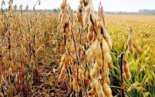 九研13號大豆品種的特性，在適應(yīng)區(qū)5月上旬播種